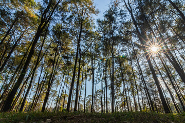 Pine forest nature and sunlight in mountain hill,  blue sky background.