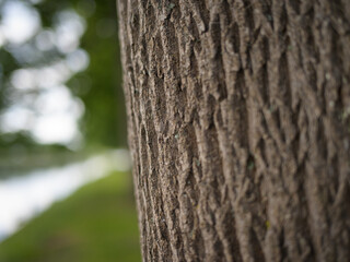 Obraz premium A tree trunk in front of a path with a meadow