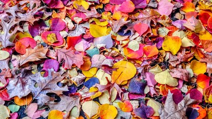 autumn leaves background