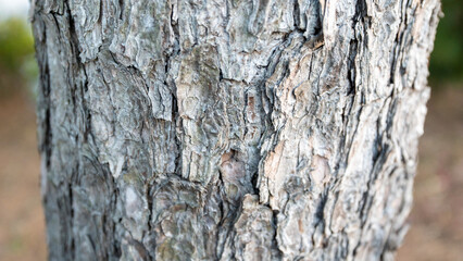 Obraz premium 松の樹皮のクローズアップ