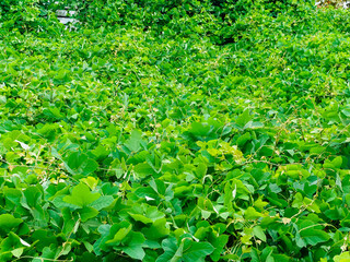 ivy with large green leaves creeps along the ground