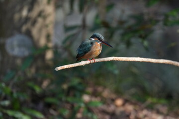 kingfisher is hunting a shrimp