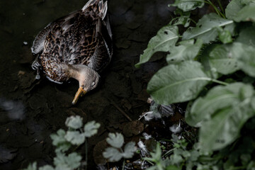 dead duck in water.