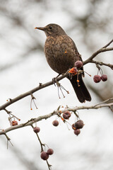 A female blackbird on a tree with devil's apples.