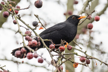 A male blackbird on a tree with devil's apples.