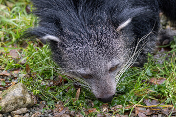 Naklejka premium Animal head binturong outdoors bred.