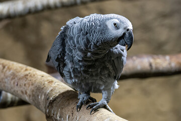 Gray bird Žako large on a branch.