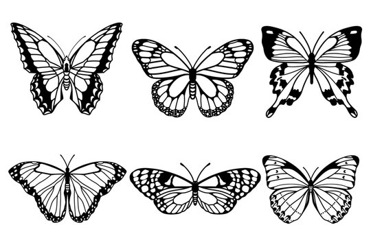 Realistic butterfly collection. Black colour butterflise on white background. Vector illustration.
