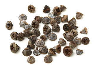 Dried fruits of eucaliptus globulus labill on white background