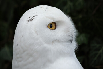Fototapeta premium Snowy owl outdoors in nature.