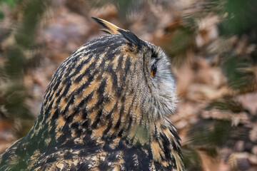 Portrait of a great horned owl outdoors.