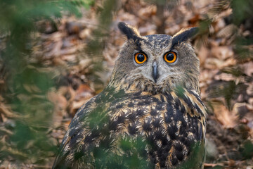 Portrait of a great horned owl outdoors.