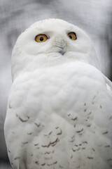 Snowy owl outdoors in nature.