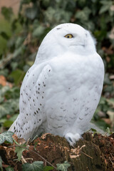 Snowy owl outdoors in nature.