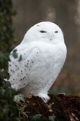 Obraz premium Snowy owl outdoors in nature.