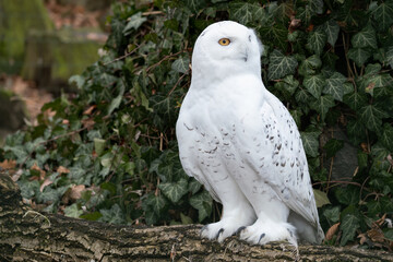 Snowy owl outdoors in nature.