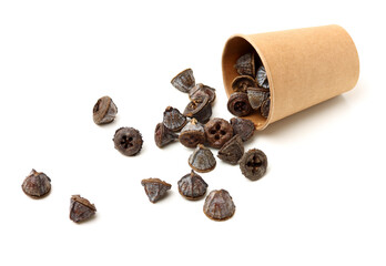 Dried fruits of eucaliptus globulus labill on white background © zcy