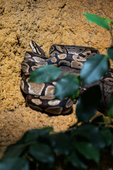 Python snake coiled in terrarium.