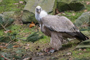 Griffon vulture outdoors with rocks in the background.