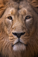 Fototapeta premium Portrait of a male lion outdoors.