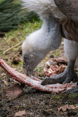 Fototapeta premium Griffon vulture eating ribs outdoors.