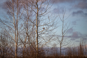 Obraz premium Tree in winter. A bird on a tree