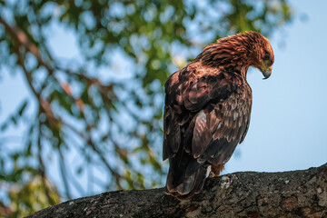 bird of prey