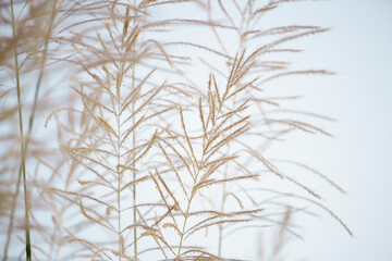 white reeds flower