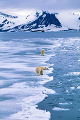 Polar bears by the ice edge in a fjord in the arctic