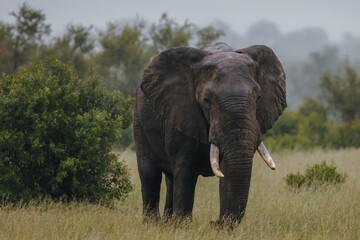 Elephant in African