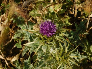 Milk thistle or cardus marianus or silybum marianum plant