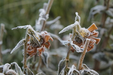 cold
