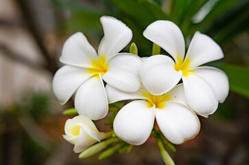 Fototapeta premium The beauty of the flower
