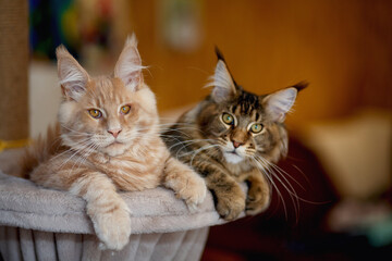 Portrait of two cute striped Maine Coon kittens red and gray lie on a play stand	
