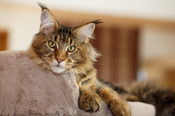 Portrait of a cute gray tabby Maine Coon kitten lying on a play stand