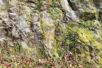 Green rocky texture, natural gray stone wall with plants