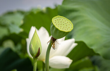 lotus flower
Korean Lotus Farm
sublime lotus flower
a pretty lotus flower
Buddhist flower

