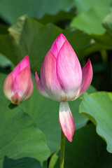 lotus flower
Korean Lotus Farm
sublime lotus flower
a pretty lotus flower
Buddhist flower

