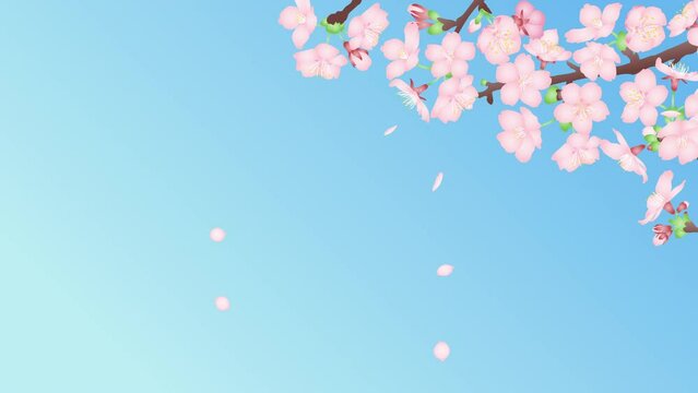 風に揺れる桜の花と舞い散る花びらとグラデーション青空背景のループアニメーションビデオ素材　4Kサイズ