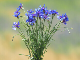 Obraz premium Blue wild flowers of cornflower on a field