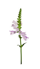 Purple flowers of physostegia virginiana isolated on white or transparent background