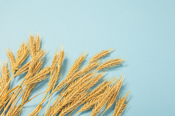 Wheat ears and rye on a blue pastel paper background. Top view, flat lay, copy space.