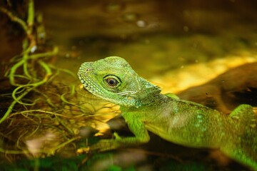 Asian water dragon. The Chinese water dragon (Physignathus cocincinus). Agamid lizard on green and...