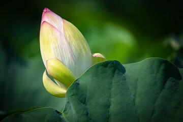 lotus flower
Korean Lotus Farm
sublime lotus flower
a pretty lotus flower
Buddhist flower

