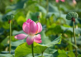 Obraz premium lotus flower Korean Lotus Farm sublime lotus flower a pretty lotus flower Buddhist flower