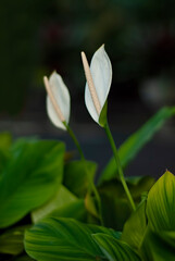 white spathiphyllum houseplant in blossom with selective focus