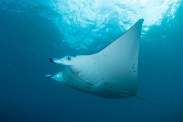 Manta ray is flying in the sea