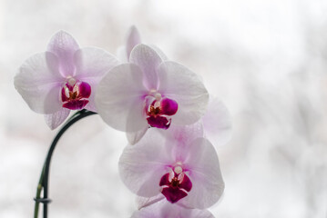 Fototapeta na wymiar Purple orchid branch on white winter background 