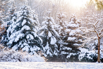 Snow-covered branches of spruce in the winter forest
