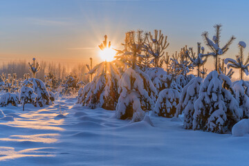 The rays of the bright sun shine through the pine branches in the winter forest. Russia, Ural.